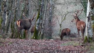 Cerfs et biche blessée en forêt de Fontainebleau...