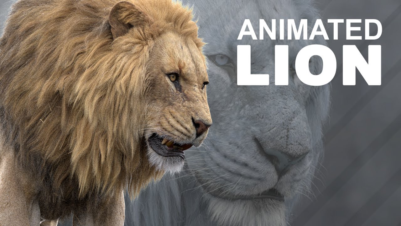 Animation CG Lion