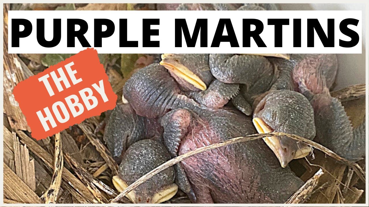 Ultimate Purple Martin Birdhouse Setup: A DIY Guide to a Bird Paradise | HomePro Hero