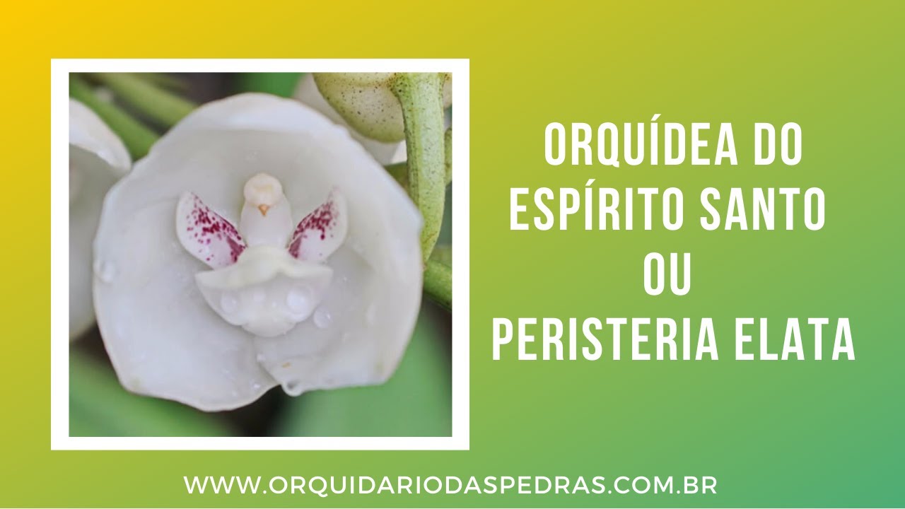 Orquídea do Espírito Santo ou Peristeria Elata - thptnganamst.edu.vn