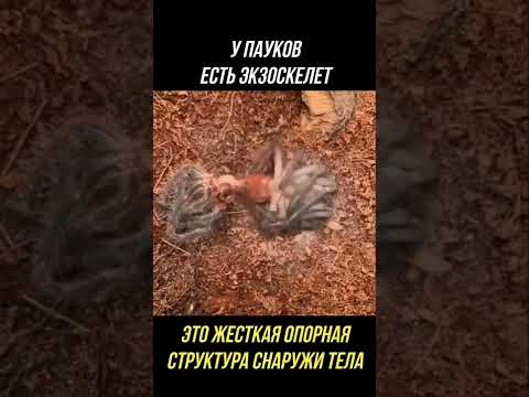 Паук сбрасывает экзоскелет 😳 #Shorts