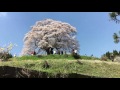 【新企画ドライブ&写真】醍醐桜に行く