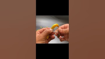 Hướng dẫn cách móc mồi mềm NFF vào lưỡi AR15 hiệu quả nhất. #shorts  #câulure #moimemnff