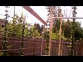 A very inexpensive vertical trellis part 1