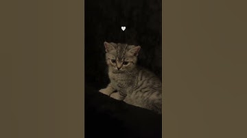 Quran | قرآن كريم 🩵