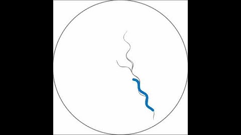 single worm simulation