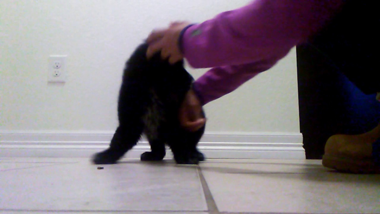 How to teach a puppy to sit ,lay down , roll over, wait,and shake YouTube