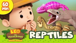 Dinosaurs, Dragons and More!  Leo the Wildlife Ranger 1 HOUR Animal Special | Kids Cartoons