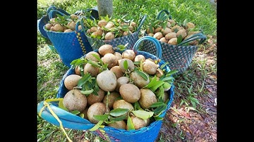 HỒNG XIÊM VÀO MÙA THU HOẠCH