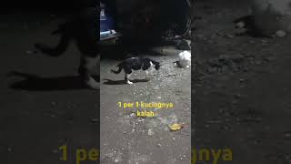 tokek sakti melawan kucing ajaib 1 vs 4 tersisa 1 vs 2 #tokeksakti #tokekajaib #kucingsakti #fyp