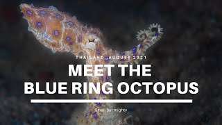 Blue ring octopus - Thailand Summer 2021