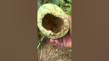 Chuột khoét hết ruột những quả dưa trong vườn