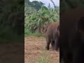 amazing elephant 🐘 sounds#youtubeshortstrending#shortvideo#