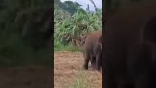 amazing elephant 🐘 sounds#youtubeshortstrending#shortvideo#
