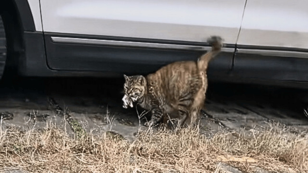 Бродячая кошка в родах несёт котёнка и тревожно ищет под машиной безопасное место.