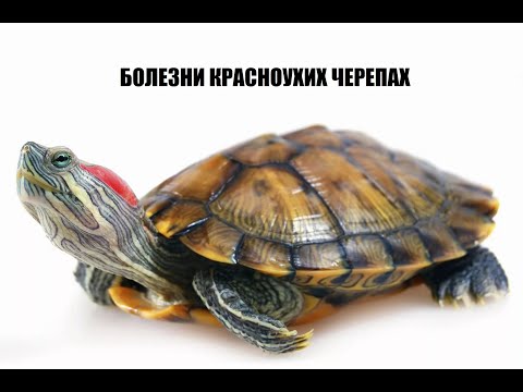 Болезни красноухих черепах