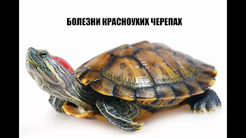 Болезни красноухих черепах