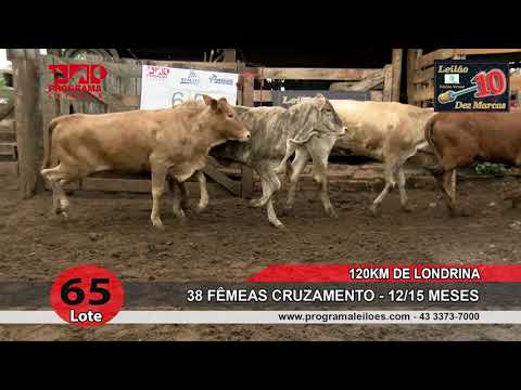 Lote 65