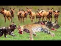 The Wild Dog Leader Was Killed By Leopard And This Is The Wild Dog&#39;s Revenge That Made Leopard Cry