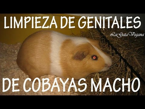 COMO LIMPIAR LOS GENITALES DE LAS COBAYA MACHO / CONSEJOS PARA LIMPIAR LA BOLSA INTERTESTICULAR