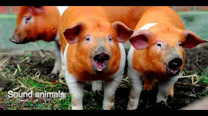 Animal Sounds for Children 20 Amazing Animals