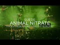 Suede - Animal Nitrate (TivoliVredenburg, Utrecht 16.05.2022)