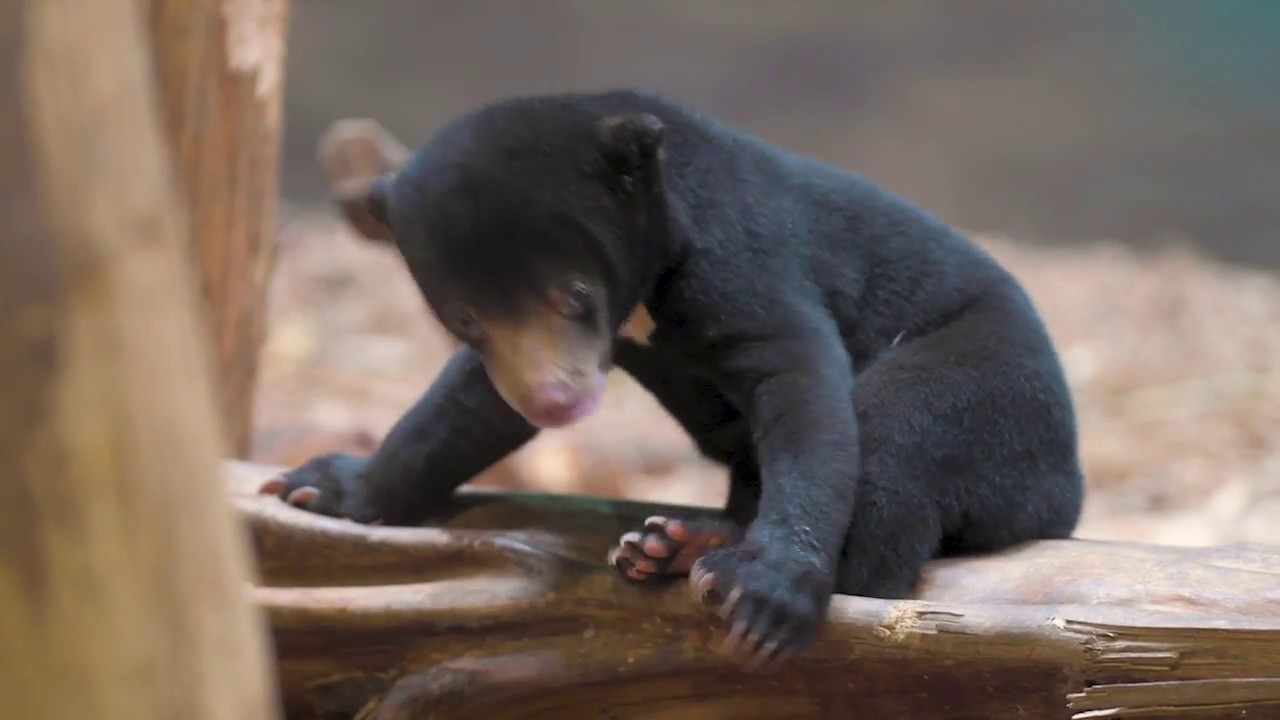 寝顔がかわいいマレーグマの赤ちゃん 元気にじゃれる姿やおねむな表情が癒やされる ねとらぼ