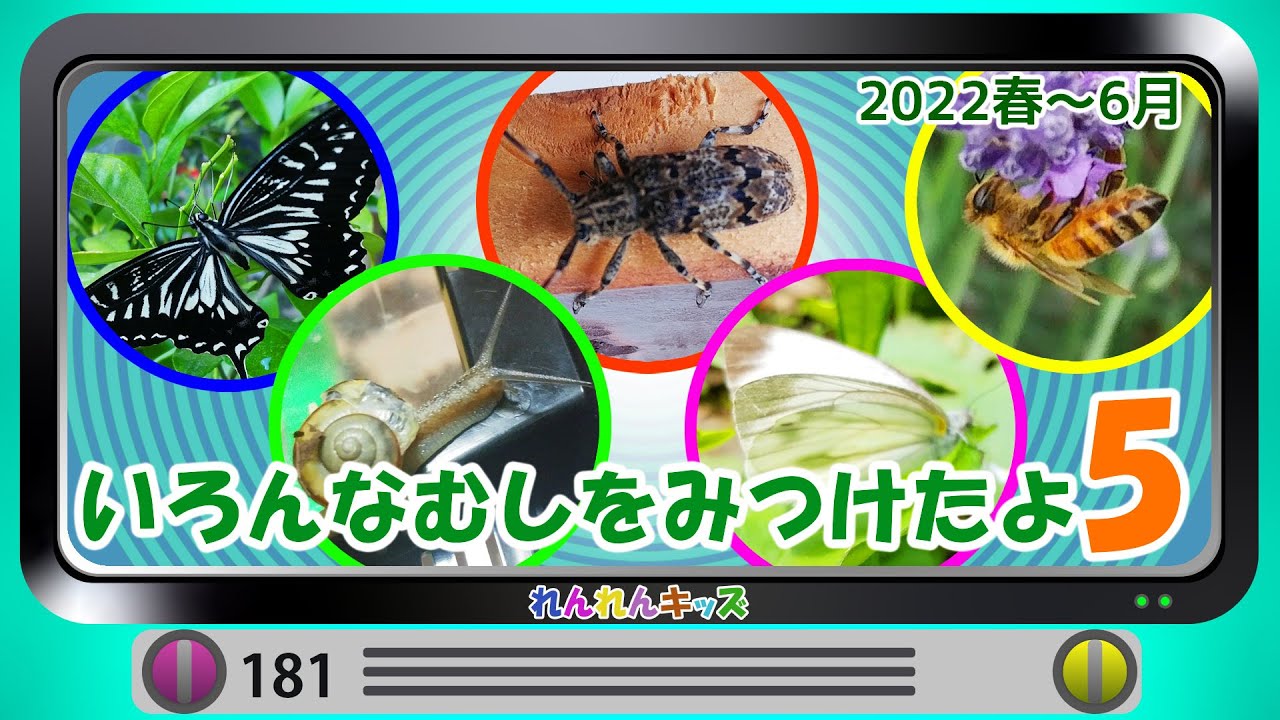 いろんなむしを見つけたよ vol5 2022春～夏 昆虫発見 ナナフシ