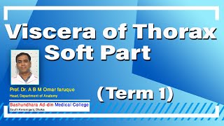 Viscera of Thorax Soft Part Term 1 II Prof. Dr. Omar Faruque II Head of The Dept. Anatomy II BAMC screenshot 4