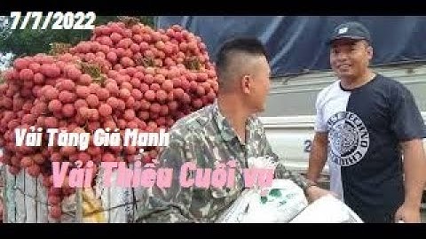 Giá Vải Thiều Lục Ngạn Vải Cuối Vụ Dễ Bán l Núi Đồi Lục Ngạn