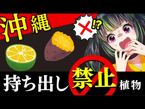 【要注意⚠】旅行者必見！沖縄から県外へ持ち出し禁止の植物クイズ！！