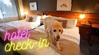 Why my dogs like hotel rooms