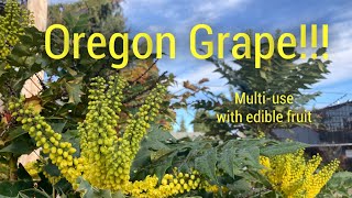 Mahonia (Oregon Grape): Easytogrow edible plant has MANY uses