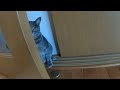 常にばーばの側にいる、ストーカー猫の毎日