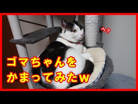 猫動画 ゴマちゃんをかまってみた Youtube