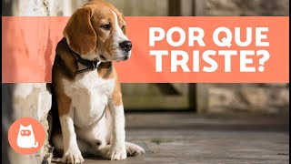 Por que meu CÃO ESTÁ TRISTE e NÃO QUER BRINCAR? 🐶 (4 causas comuns)