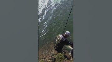 Cá Khủng Rồi Ối Rồi Ôi - Câu Cá Giải Trí #Short