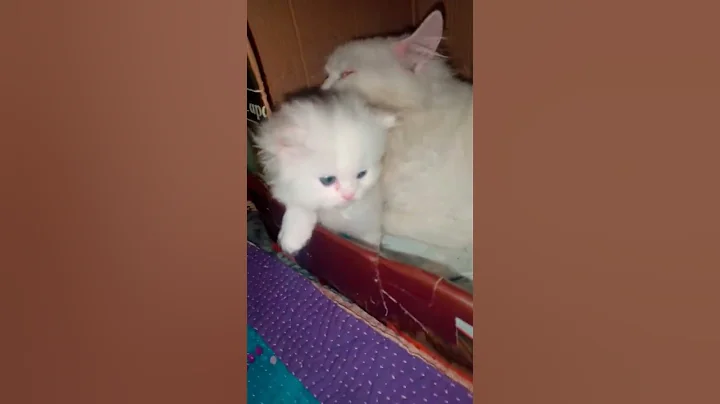 Video 9582111: persian cat newborn kittens, persian cat kitten white, persian cat baby kitten, face persian cat kitten, kitten pure white, cat old