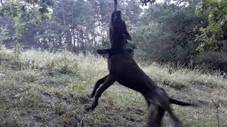 Frisco Bloodline & Bady Bloodline A.tomys Predator Son Of Ely Rom X Luna P.o.r