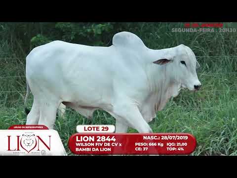 LOTE 29   LION 2844