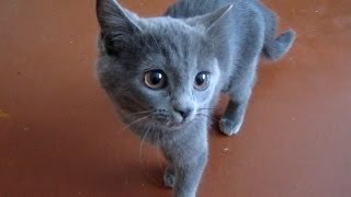 Маленький Котёнок. Усатик (Animals. Pet World) Маленький Котёнок. Усатик (Animals. Pet World)