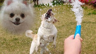 ENG SUB _ The Dog Obsessed with Water Hoses