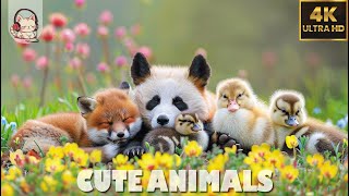 ANIMALS RELAXATION FILM 4K(60FPS)  Adorable Moments of Animals On Earth With Jazz Music