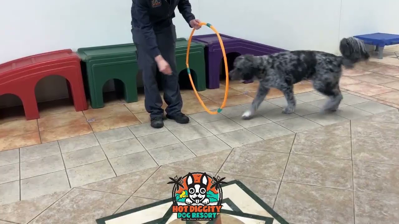 Hula-Hoop Rap; Why Teach Dogs To Jump Though Hoops?