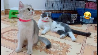 Oh super naughty family cat  too cute