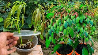 Sinceusing this method,mango trees can reproduce faster/How to grow mangoes from garlic in aloe vera