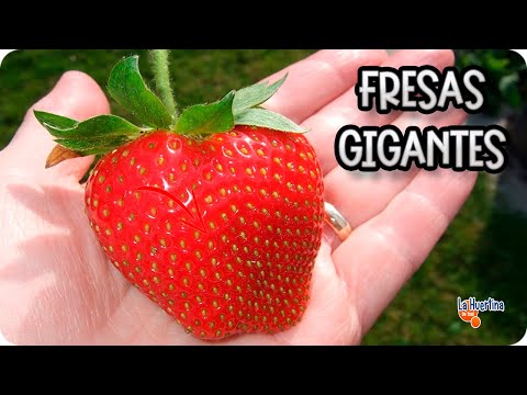 Video: Fraises De Bois Strawberry Info - Tips Menanam Stroberi Fraises De Bois
