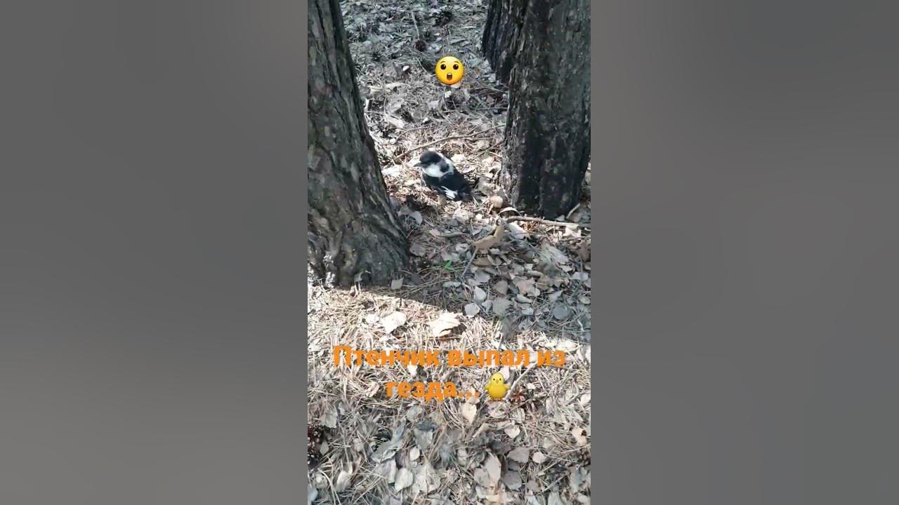 Рокси нашла птенчика , сама к нему не подходит и нас не пускает... Мама ...