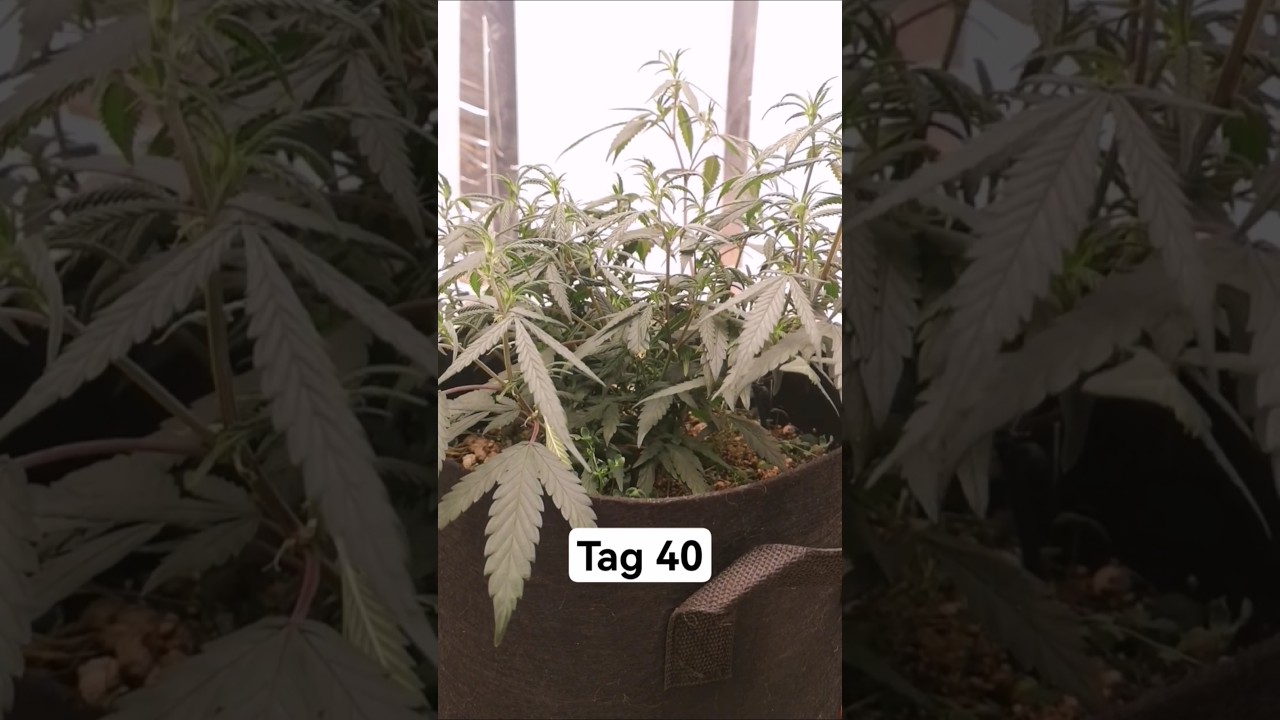 Day 40 Grow Update 🌿 Ready for Bloom or Wait Longer? 