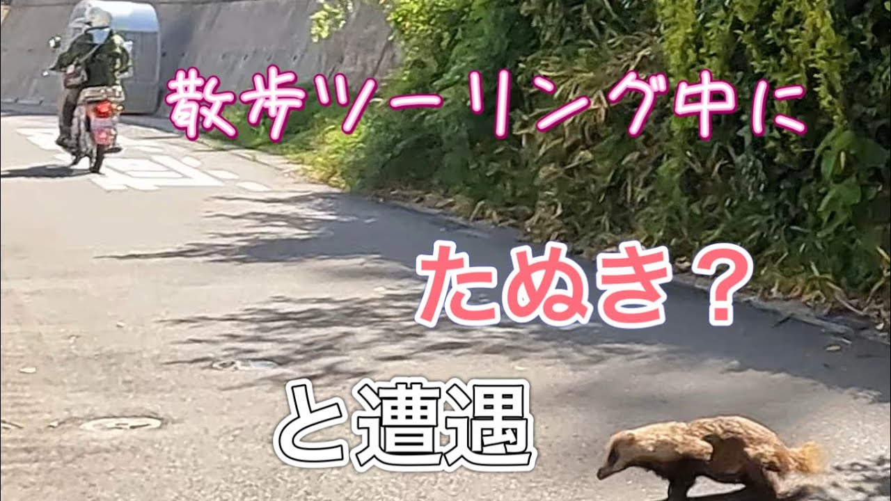 【バイク】【ツーリング】三原の町をカブに乗って散歩中、穴熊？、ハクビシン？。#スーパーカブ #ハンターカブ